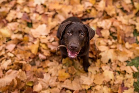 czekoladowy labrador retriever pies