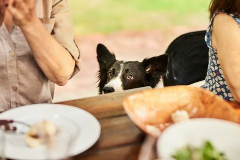 border collie wyglądający przez krawędź stołu podczas rodzinnej kolacji przy stole na zewnątrz