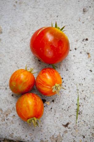 Zamyka up świezi pomidory na betonie