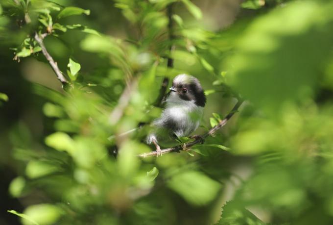 Sikora długoogoniasta aegithalos caudatus, młody osobnik pozostający ukryty w żywopłocie, Bedfordshire, maj