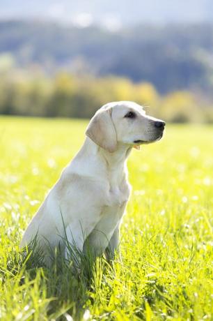 Labrador retriever