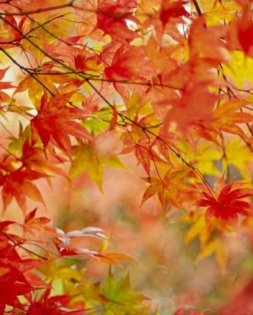 jesienne liście zmieniające kolor