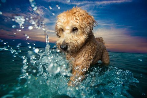 „Dogs at Play” zwycięzca nagrody Dog Photographer of the YEar