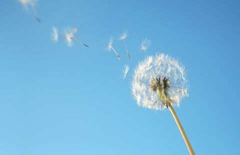 Pyłek mniszka lekarskiego na wietrze przeciw błękitne niebo
