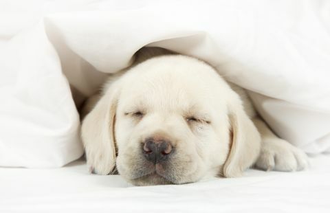 Szczeniak labradora, spanie w łóżku