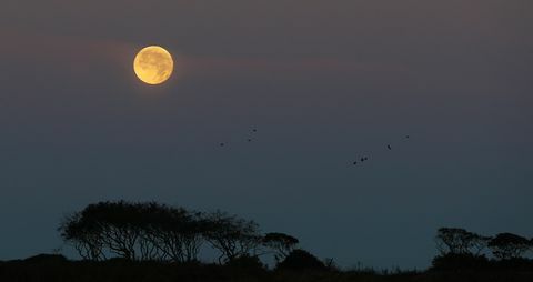 Harvest Moon 2017