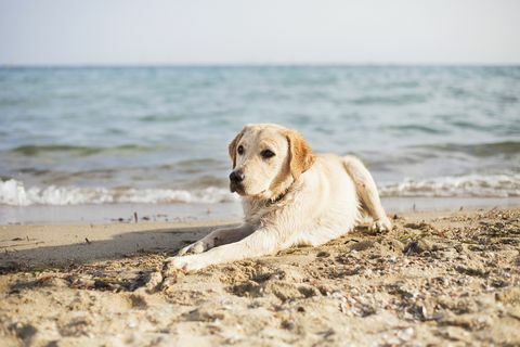 Pies leży na plaży