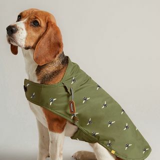 Woskowany płaszcz dla psa w kolorze oliwkowym 