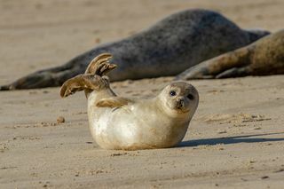 Foka szczenię na plaży jako część kolonii fok w Horsey, Norfolk