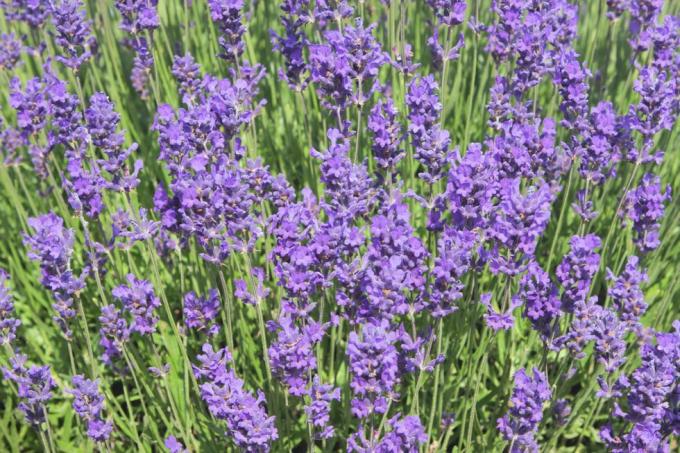 kwiaty lawendy lavandula intermedia garden