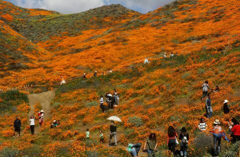 Wet Winter Weather przynosi „Super Bloom” dzikich kwiatów do Kalifornii