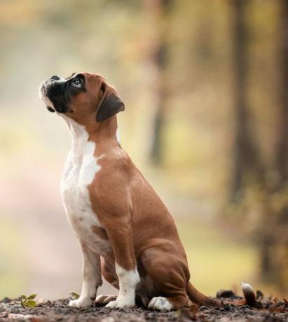 Zwycięzca sekcji „Szczeniak” w konkursie Dog Photographer of the Year