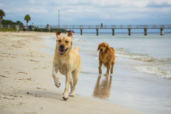 labrador retriever i psy golden retriever biegające wzdłuż plaży, fort de soto, floryda, ameryka, usa