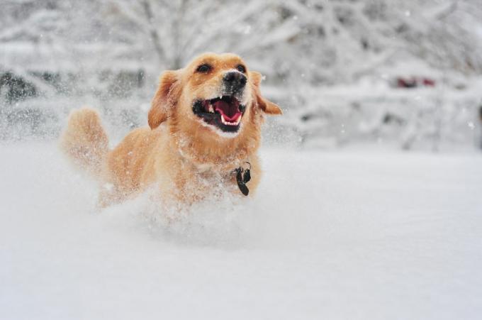 pies golden retriever biegający po świeżym śniegu