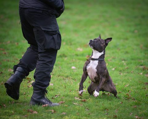 roxy, pies policji poszukiwawczej