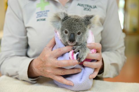 Shayne Koala