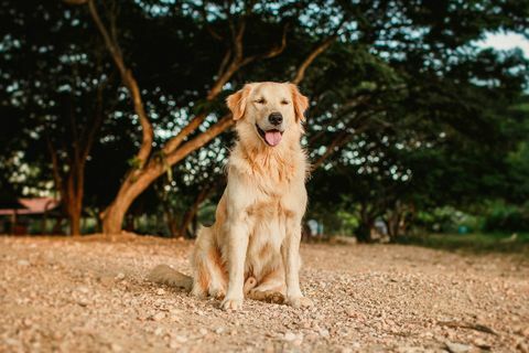 golden retriever uśmiechnięty