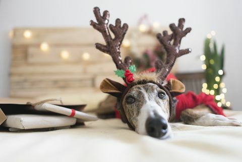 Portret Greyhound na sobie pałąk poroża jelenia