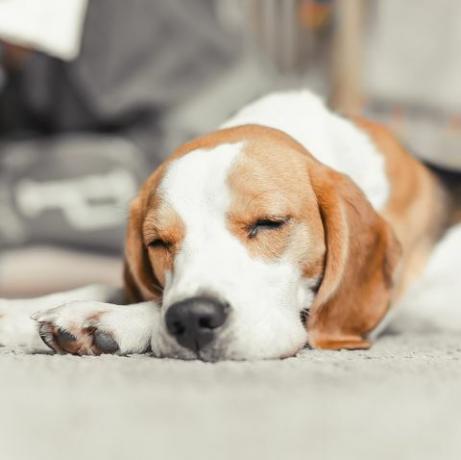 szczeniak rasy beagle spać