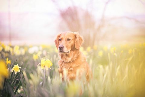 Labrador w feild