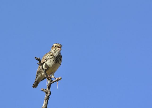 Woodlark (Lullula arborea) na gałąź