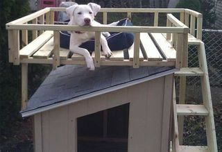 Dom dla psa z tarasem na dachu