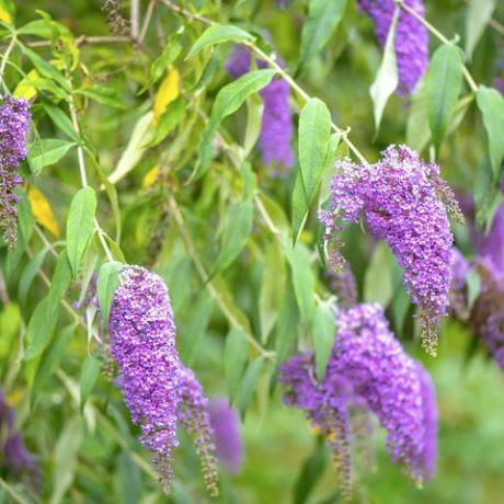 Close-up obraz pięknej letniej kwitnienia Buddleja lub Buddleia, powszechnie znany jako motyl Bush purpurowe kwiaty