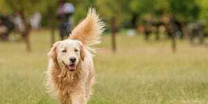 chodzący golden retriever