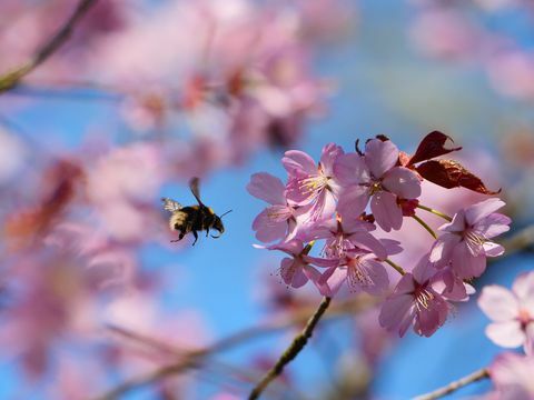 National Trust uruchamia zegarek Bloomwatch, aby naśladować japońską hanami