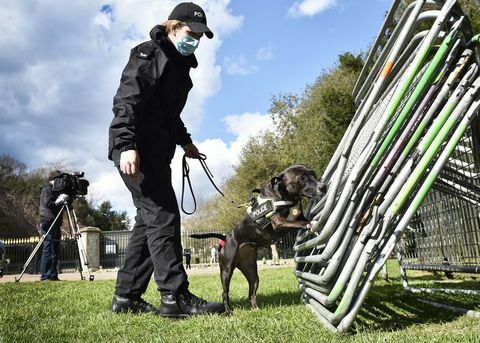 roxy, pies policji poszukiwawczej