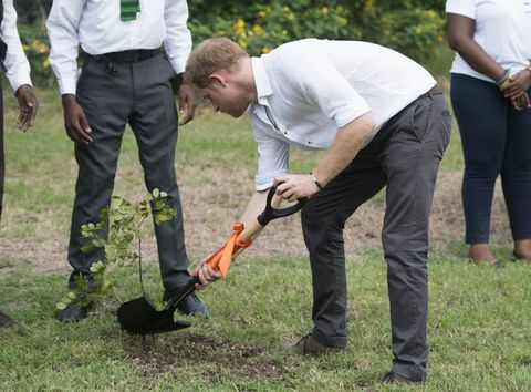 książę harry ogrodnictwo