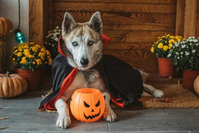 pies domowy na ganku ubrany w kostium wampira na halloween