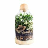 Zestaw do terrarium DIY