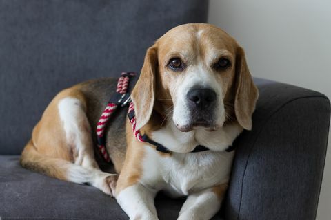 pies rasy beagle