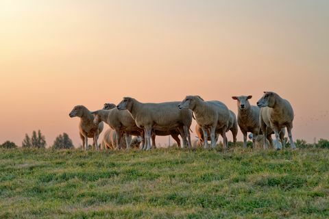 stado owiec stojących na polu o zachodzie słońca, wschodnia fryzja, dolna saksonia, niemcy