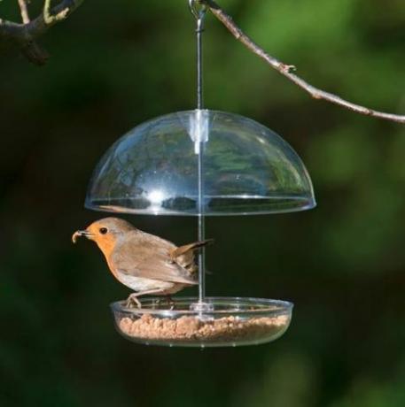 Kocham Robins Feeder rspb