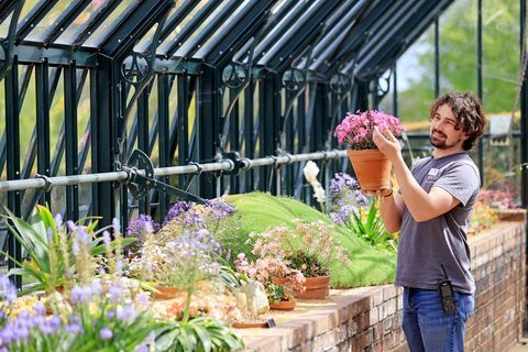 ogrodnik tom king zajmuje się dziś rano zbiorami alpejskimi w alpejskim domu wystawowym w rhs garden wisley in surrey, który zostanie ponownie otwarty dla publiczności w poniedziałek 17 maja