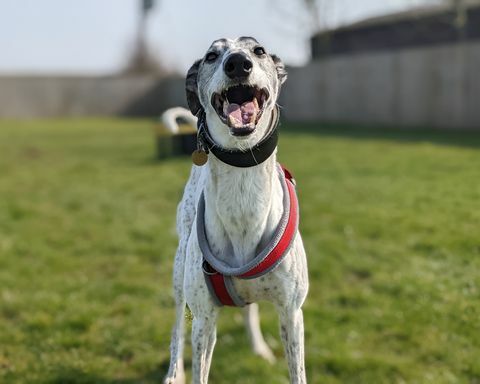 bandyta ośmioletni pies ratownik lurcher