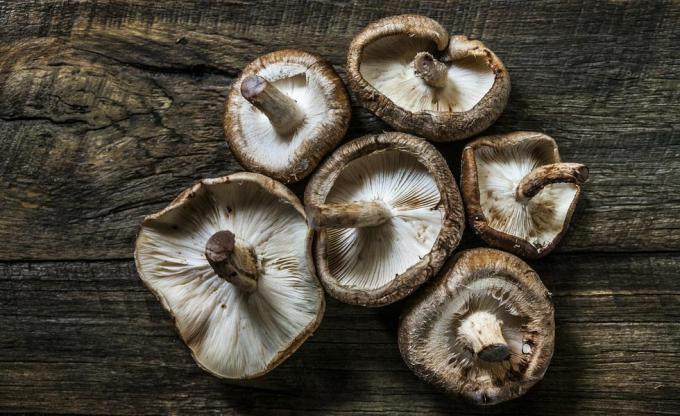 Shiitake Martwa natura