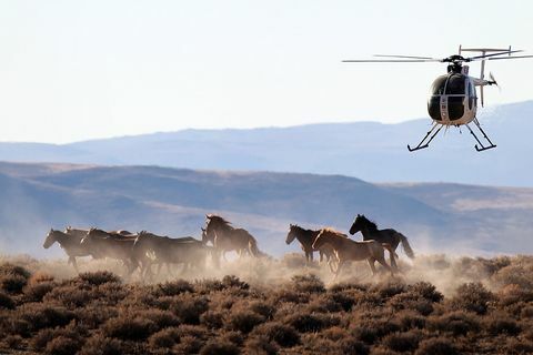 Mustangi w Nevadzie