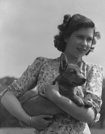 księżniczka elżbieta królowa elżbieta ii na zdjęciu trzymająca corgi na terenie zamku windsor, berkshire, wielka brytania, 30 maja 1944 r. fot. lisa sheridanstudio lisahulton archivegetty images