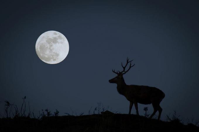 pełnia księżyca z kozłem w sylwetce przedstawiającej październikowy księżyc myśliwego