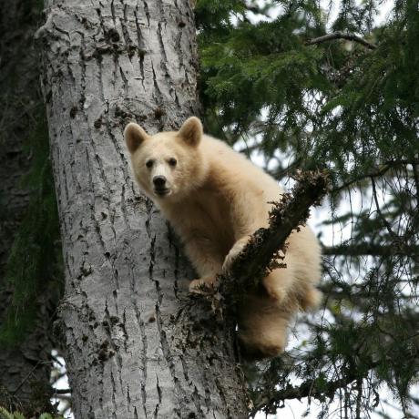 mały duchowy niedźwiedź na drzewie, znany również jako niedźwiedź kermode, znaleziony tylko w p.n.e
