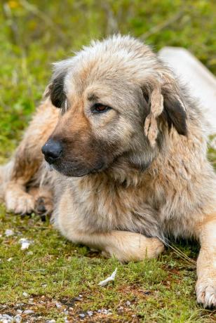 Owczarek kaukaski - najlepsze psy stróżujące