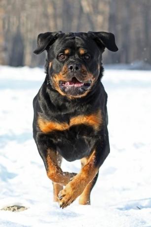 rottweiler - najlepsze psy stróżujące