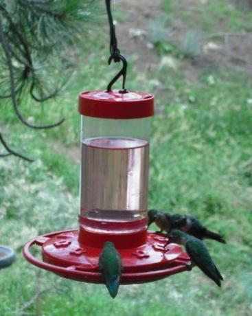 Karmnik First Nature Hummingbird