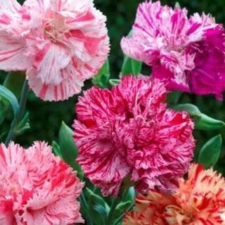 Outsidepride Carnation Chabaud Picotee Mix