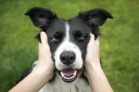 Młodej dziewczyny mienia głowa Piękny Border Collie pies