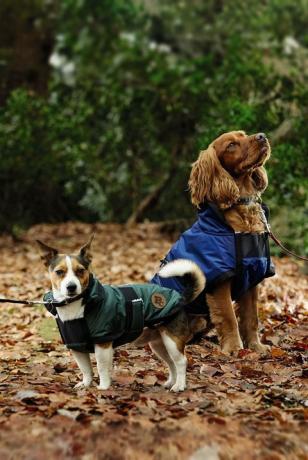 Aldi - seria Pet Event - płaszcze