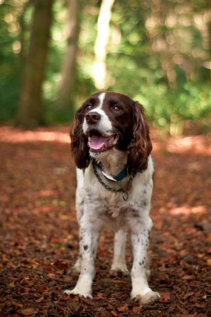 angielski springer spaniel